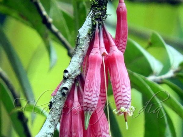 Large Lantern Flower